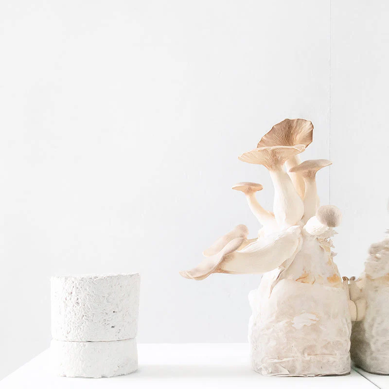 Chakra 03 : Solar : Ginger : Scented Candle - Image 4